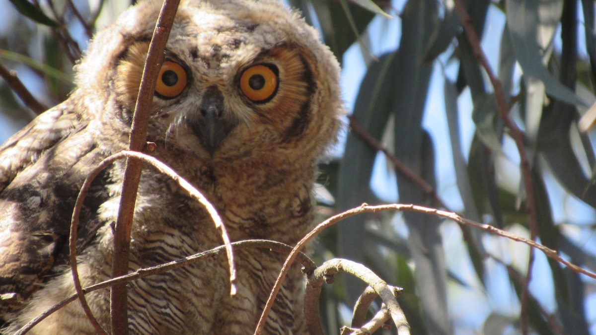 Short-eared Owl - ML647804333