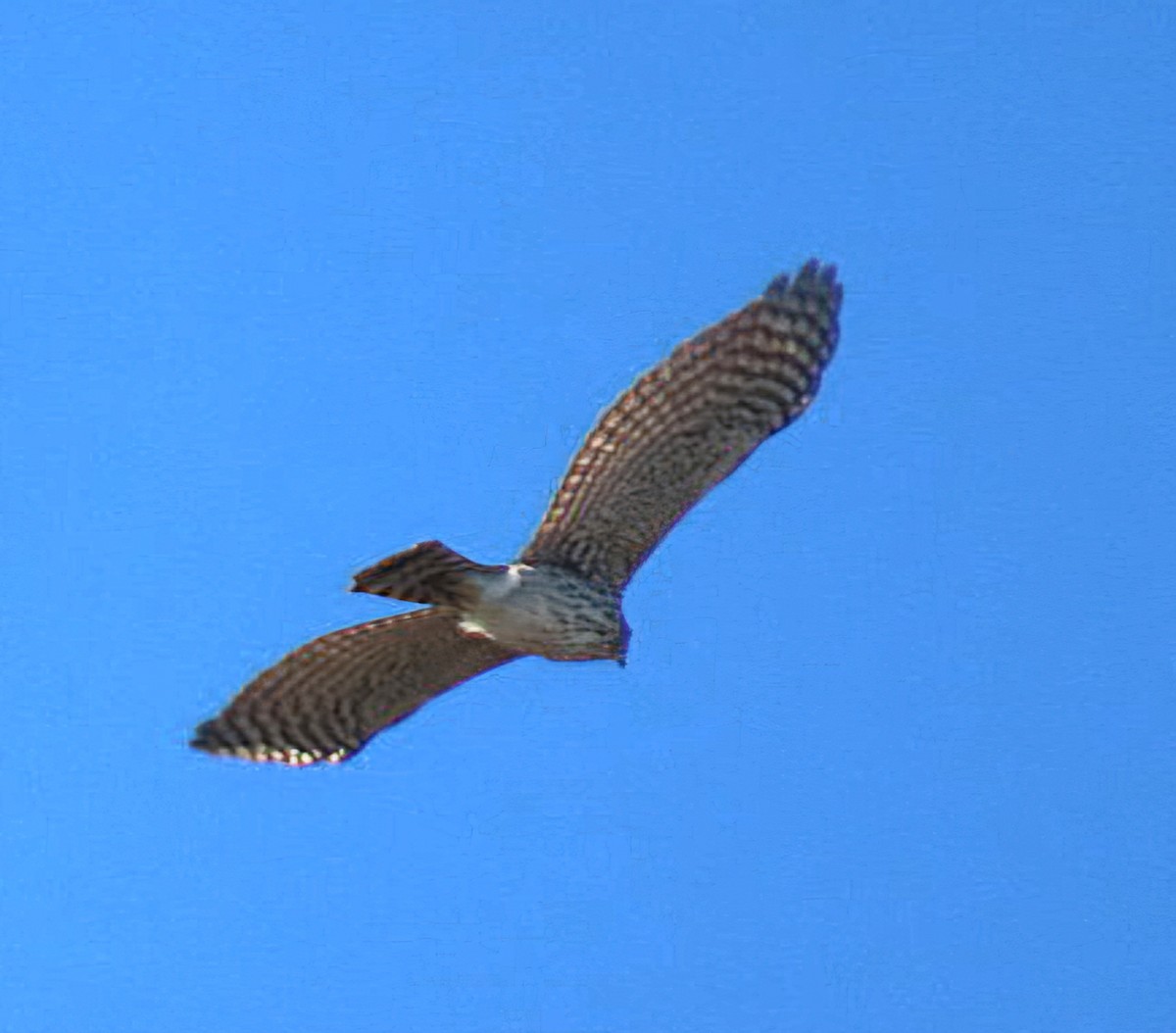 Cooper's Hawk - ML647804334