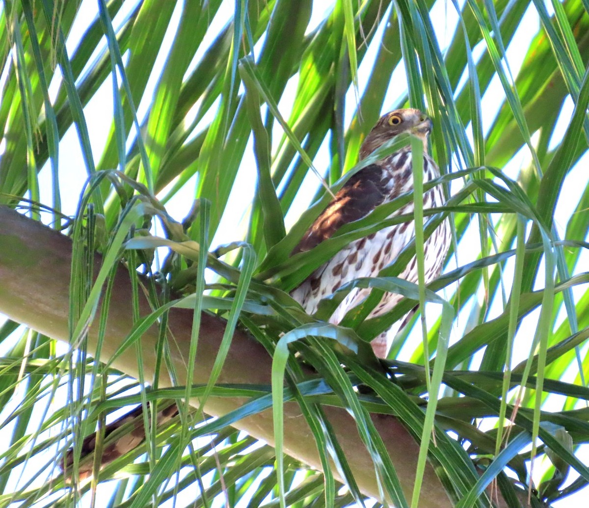 Cooper's Hawk - ML647804335