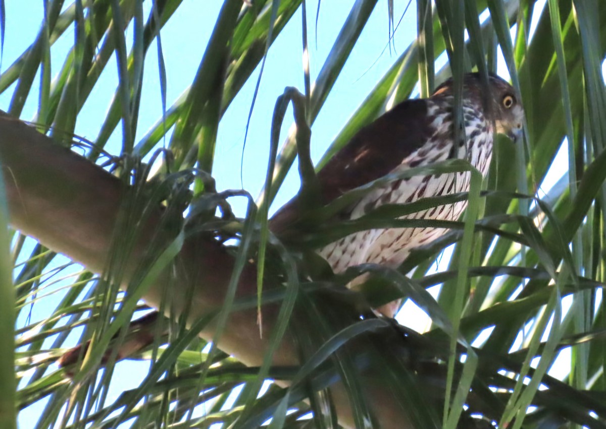 Cooper's Hawk - ML647804336