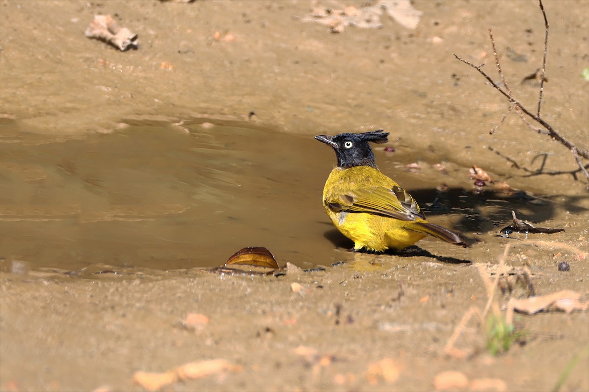Black-crested Bulbul - ML647804337