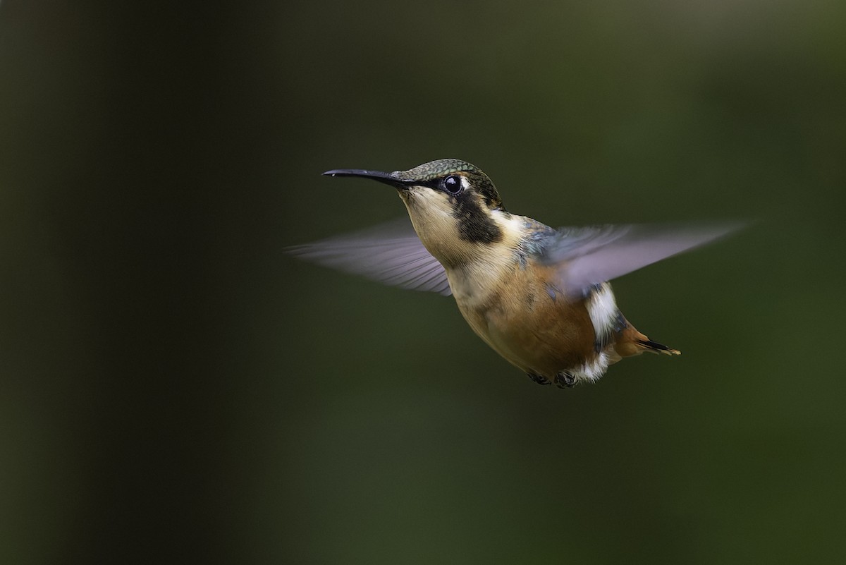 Gorgeted Woodstar - ML647804338