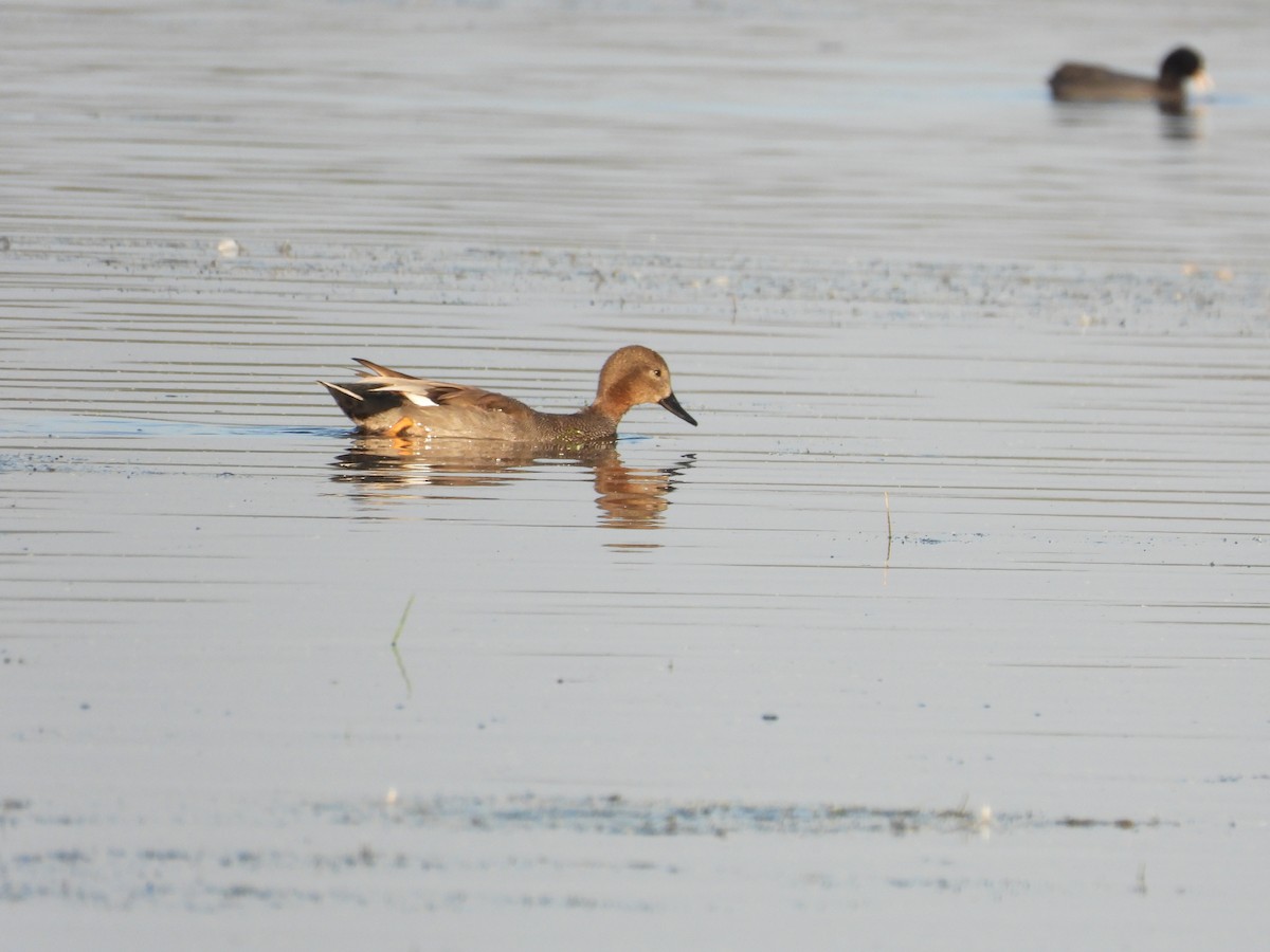 Gadwall - ML647804339
