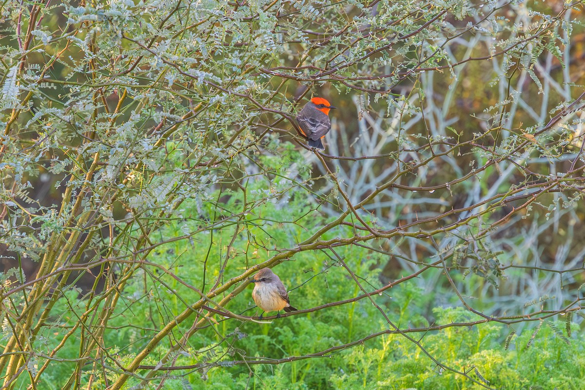 Vermilion Flycatcher - ML647804340