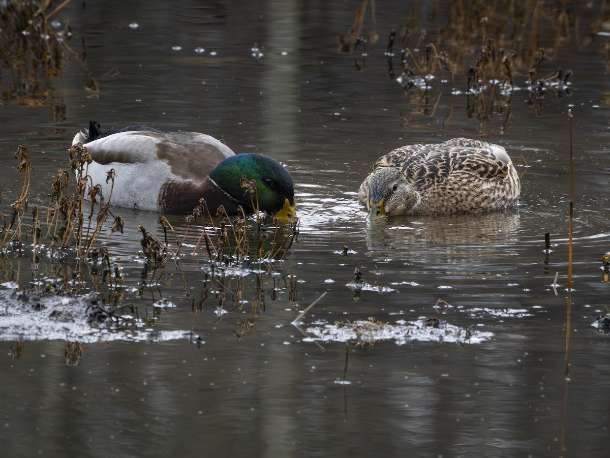 Mallard - ML647804341