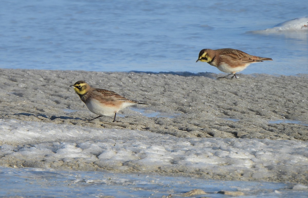 Horned Lark - ML647804344