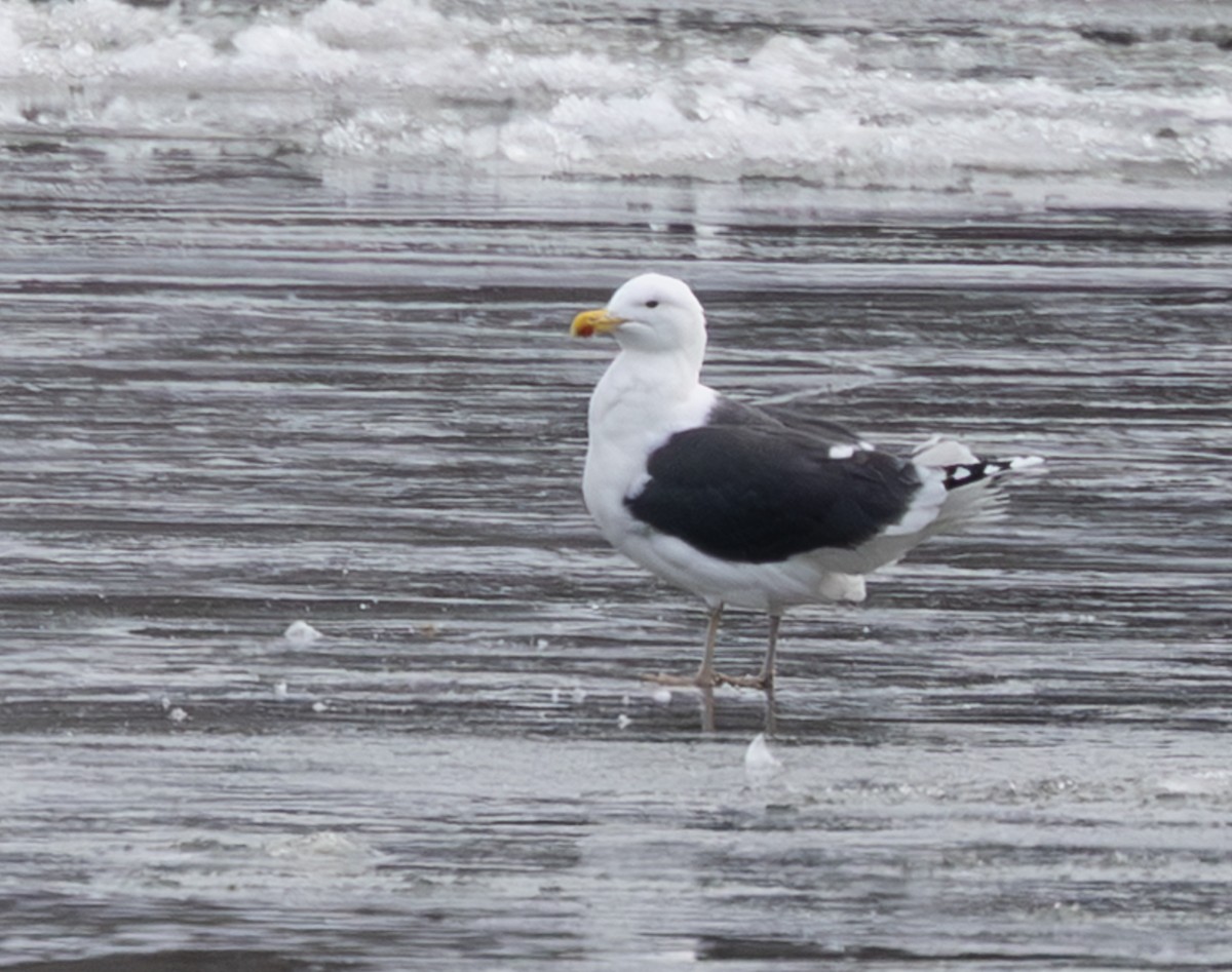 Great Black-backed Gull - ML647804345