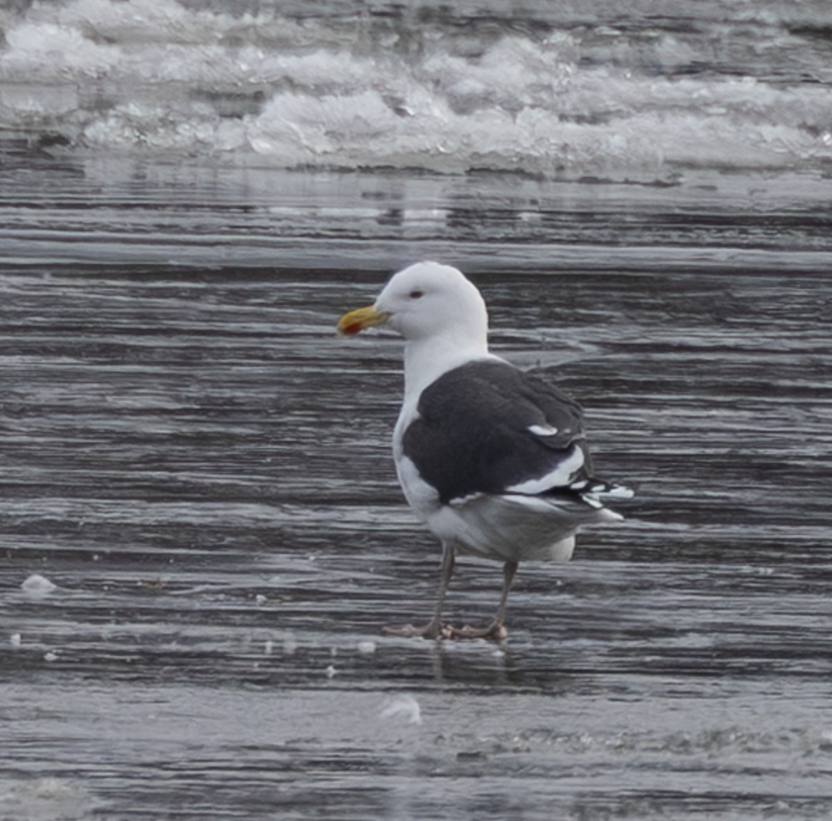 Great Black-backed Gull - ML647804346