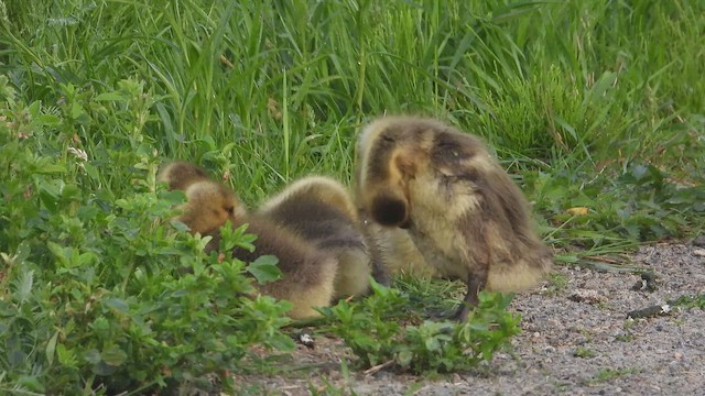 Canada Goose - ML647804348