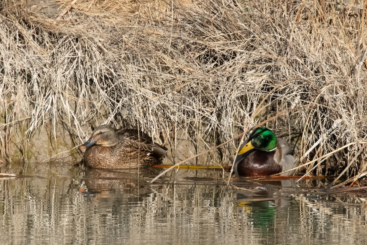 Mallard - ML647804349