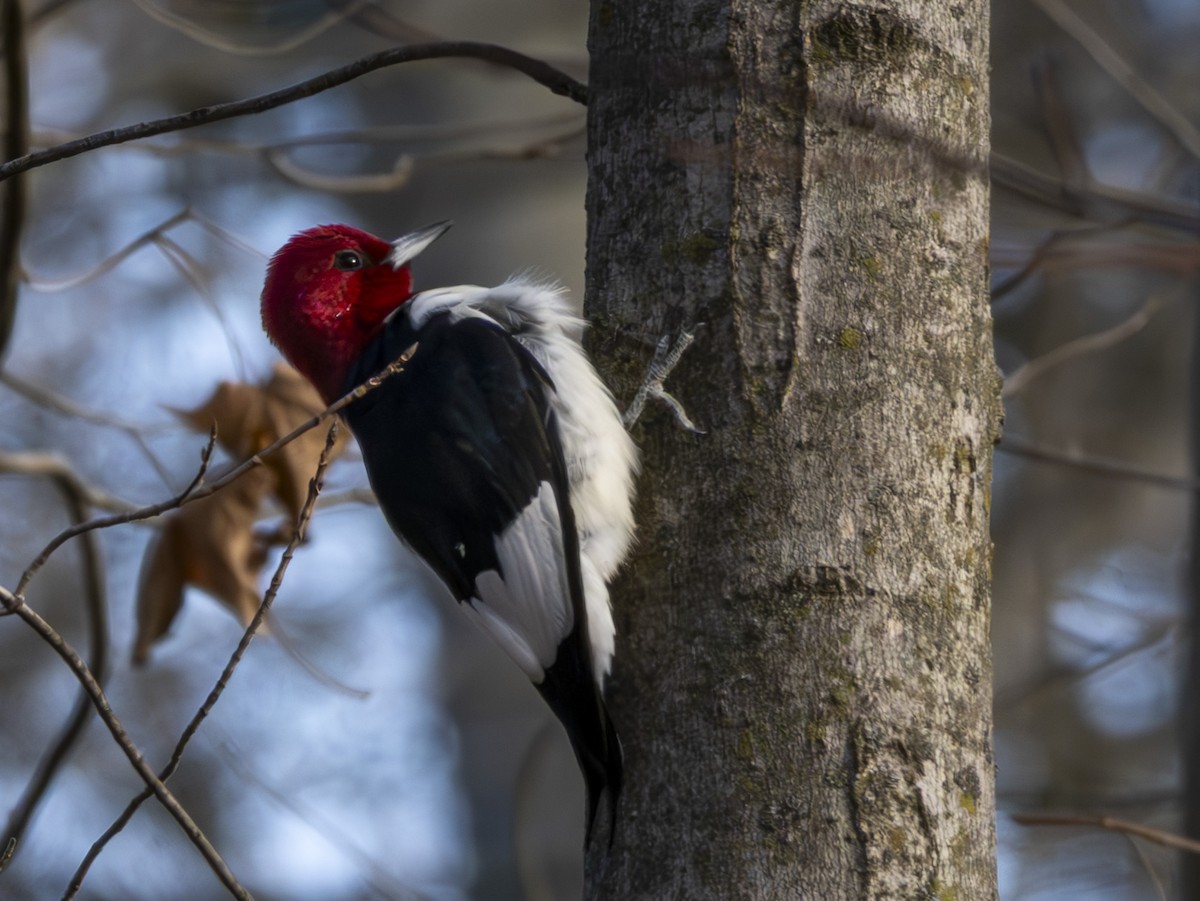 Red-headed Woodpecker - ML647804362
