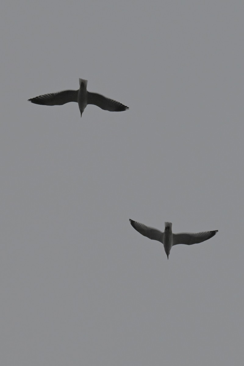 Common Gull - ML647804366