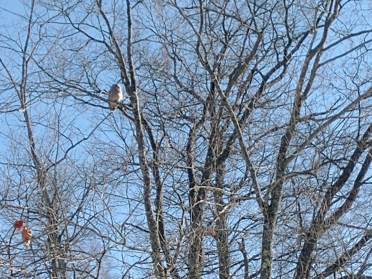 Barred Owl - ML647804367