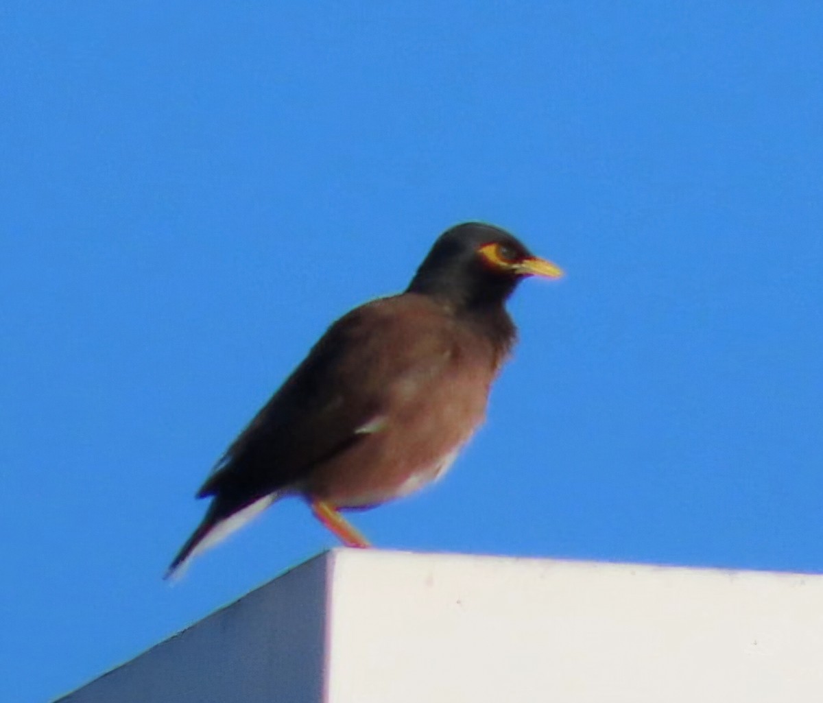 Common Myna - ML647804371