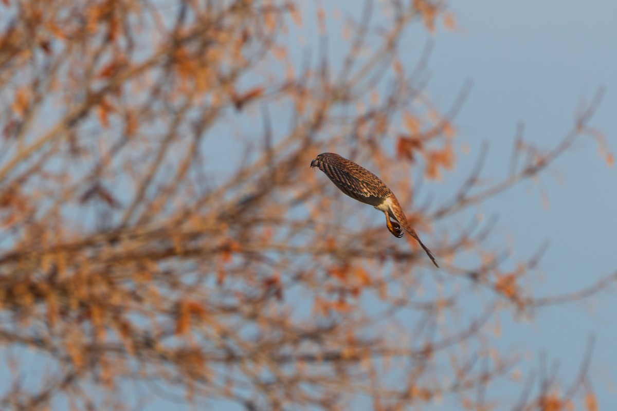 American Kestrel - ML647804372