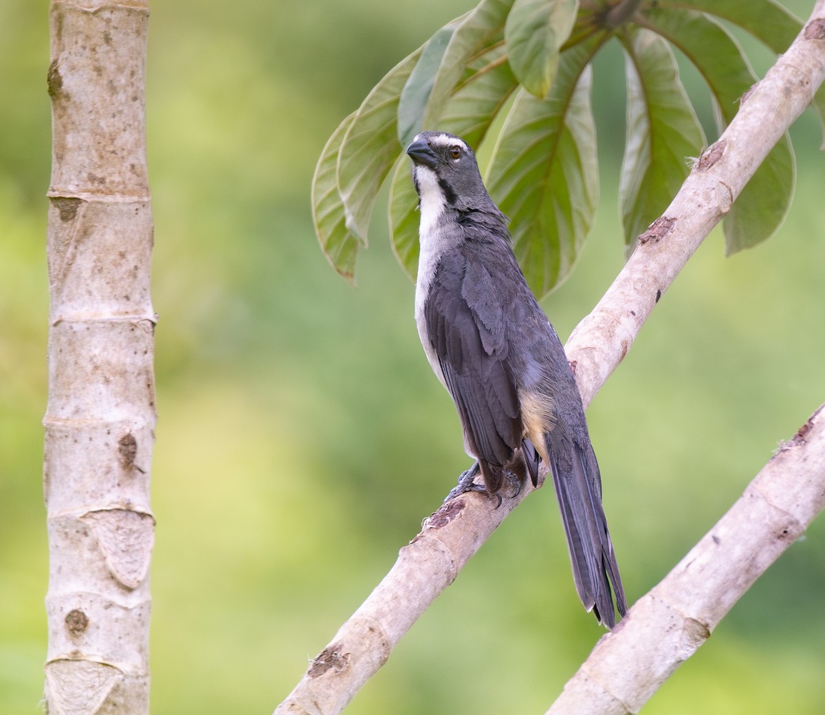 Bluish-gray Saltator - ML647804374