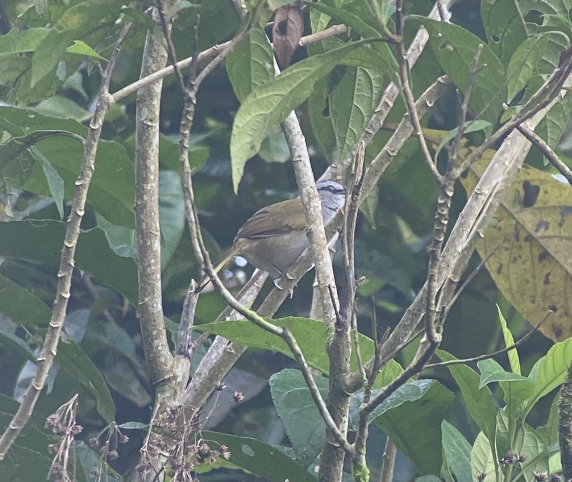 Black-striped Sparrow - ML647804375