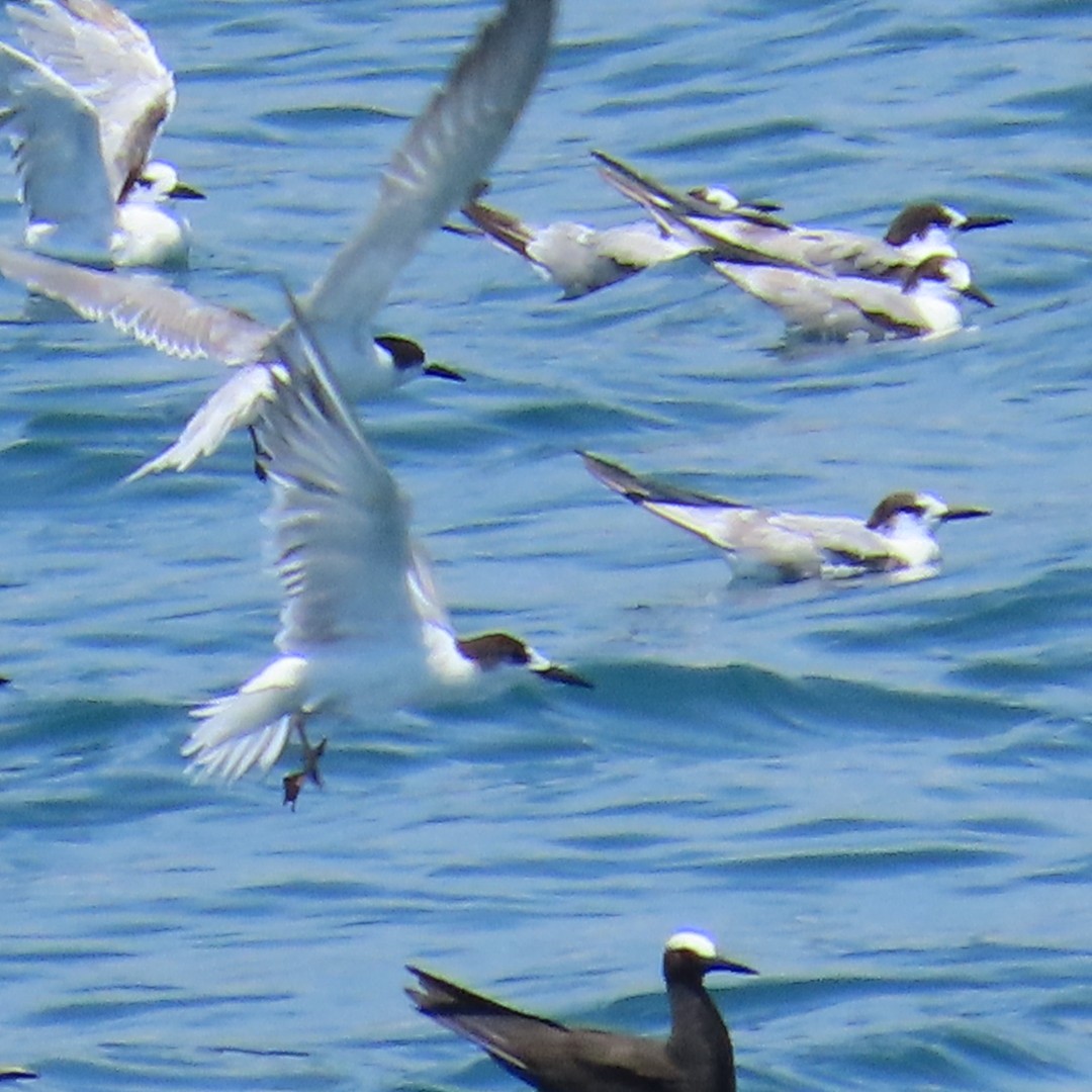 Black Noddy - ML647804377