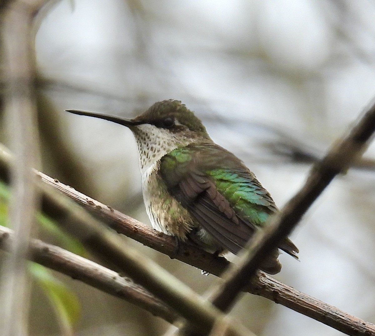 Рубиновогорлый колибри - ML647804380