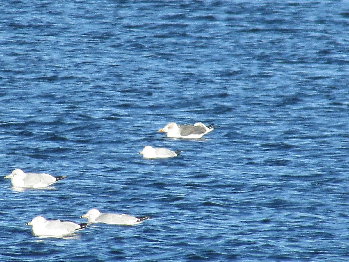 Lesser Black-backed Gull - ML647804383