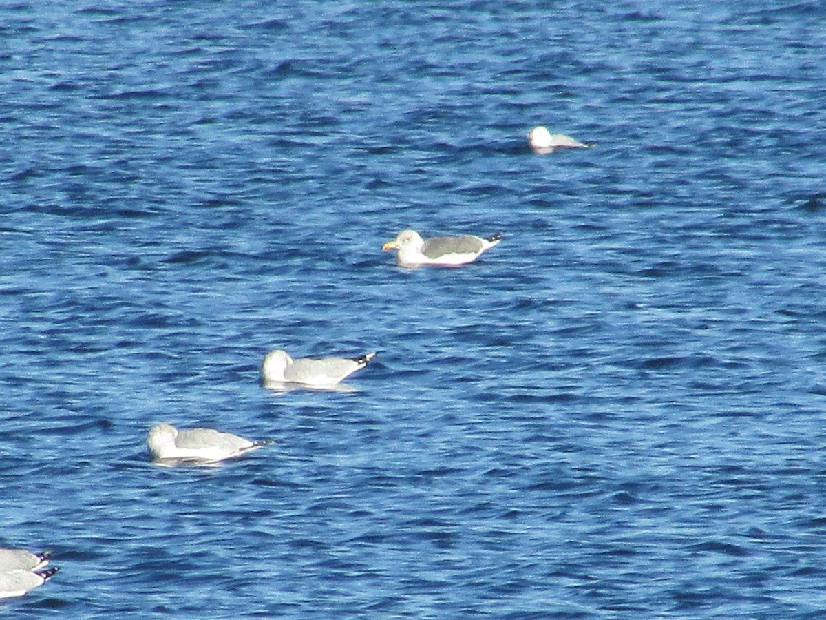 Lesser Black-backed Gull - ML647804384