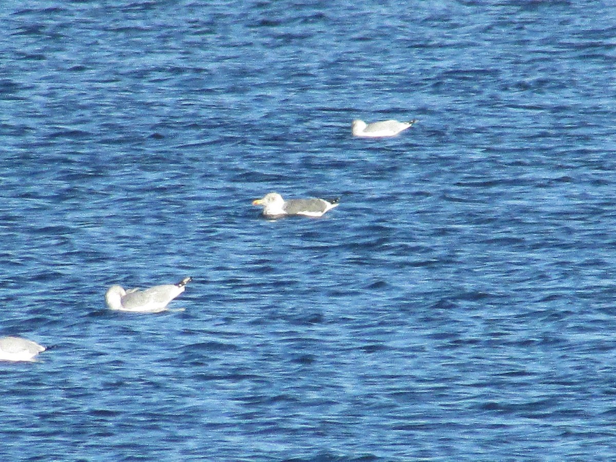 Lesser Black-backed Gull - ML647804386