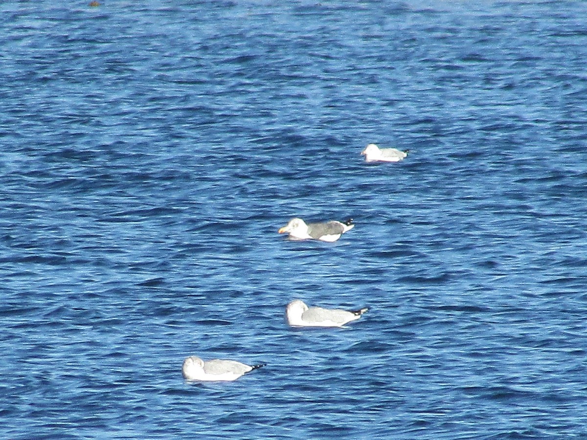 Lesser Black-backed Gull - ML647804387