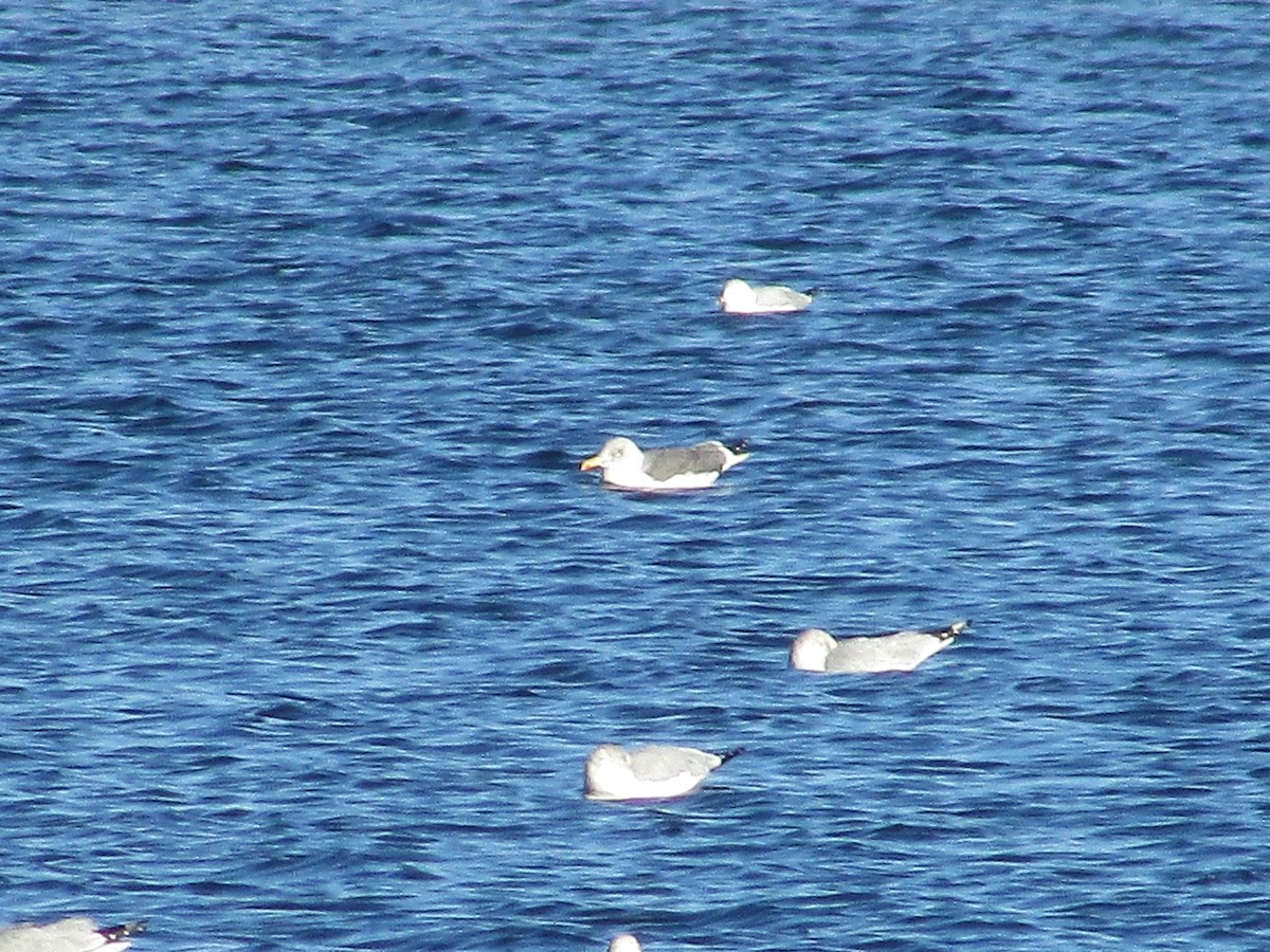 Lesser Black-backed Gull - ML647804388