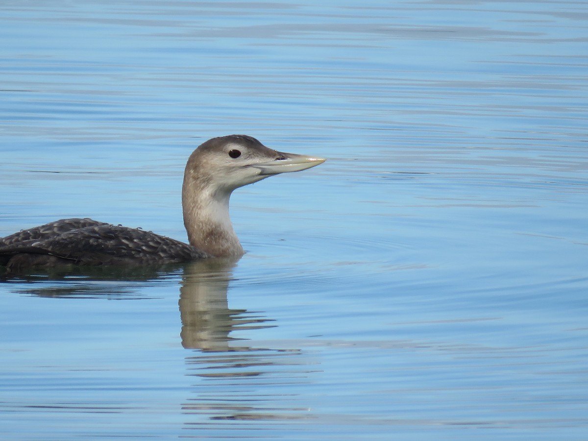 白嘴潛鳥 - ML647804391