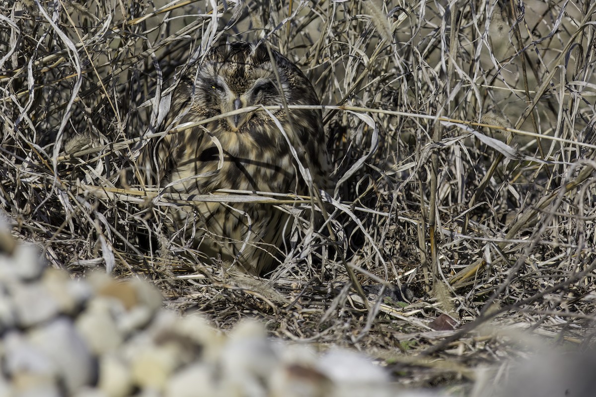 Short-eared Owl (Northern) - ML647804393