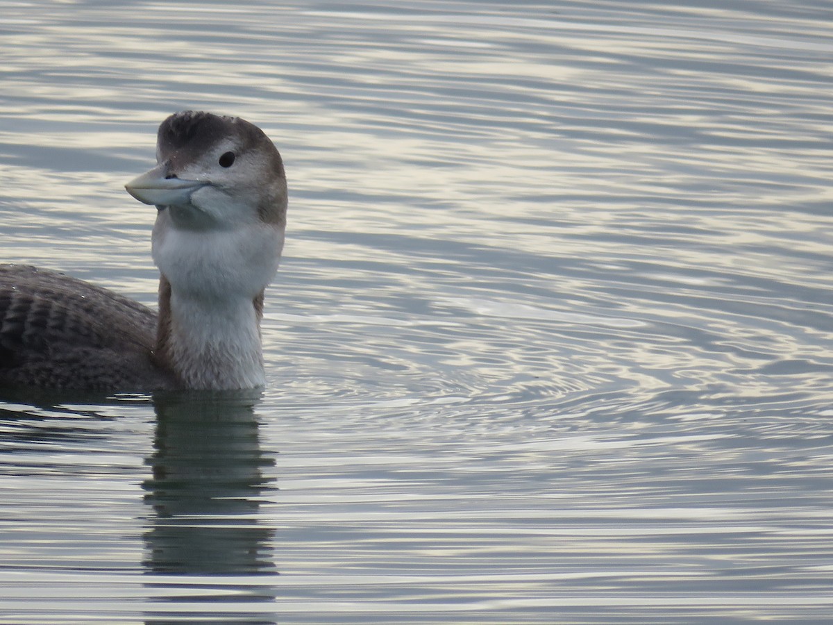 白嘴潛鳥 - ML647804394