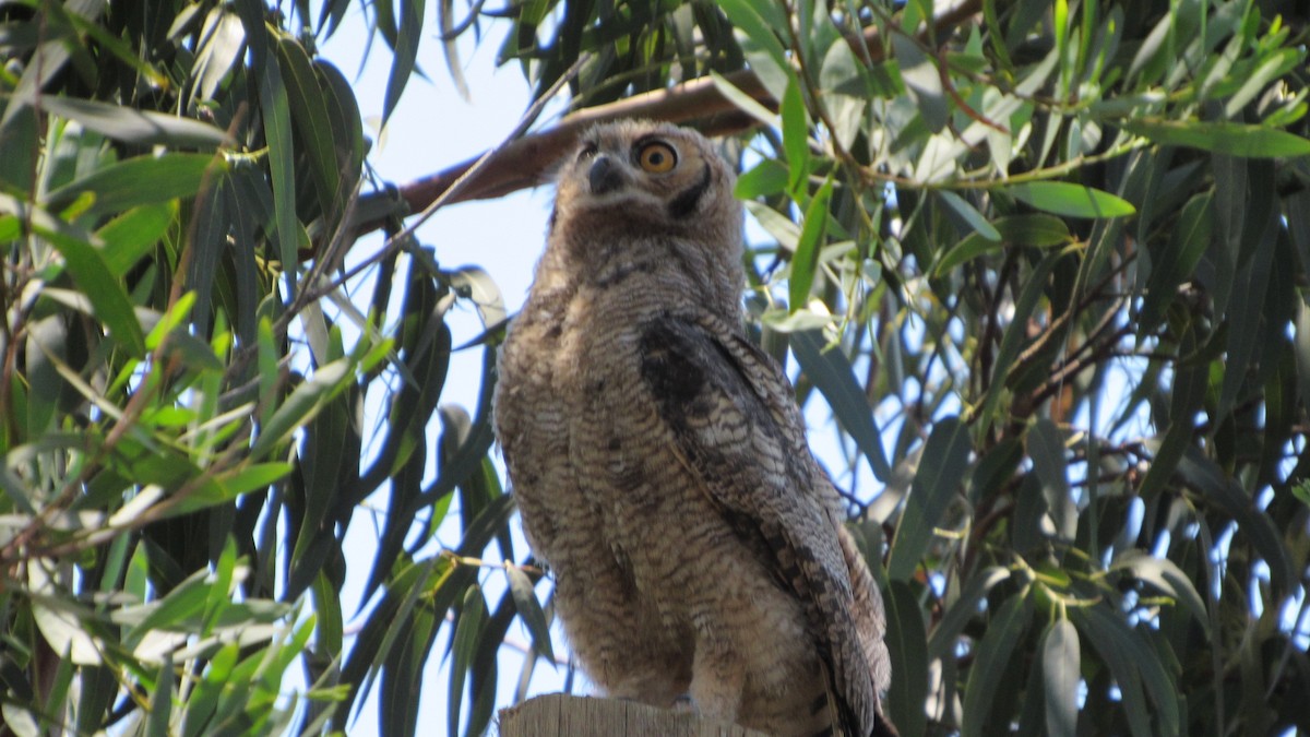Short-eared Owl - ML647804405