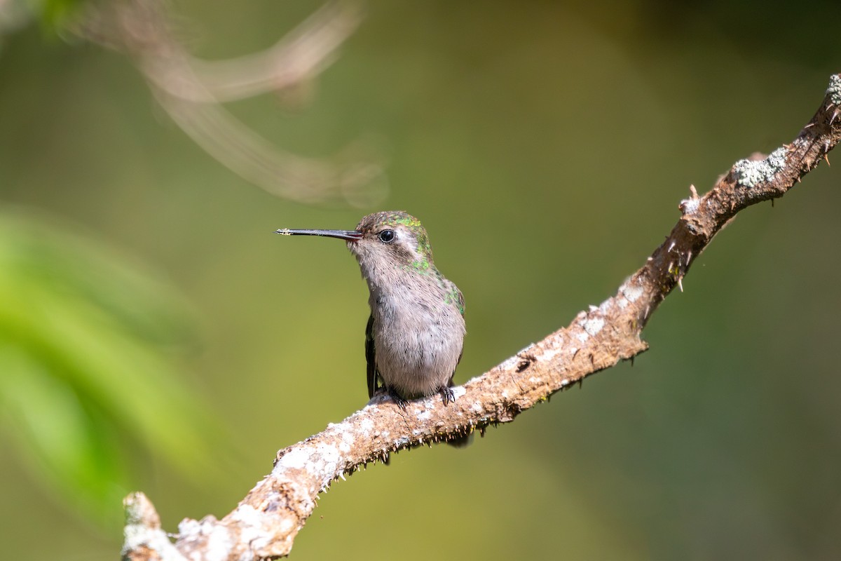Glittering-bellied Emerald - ML647804409