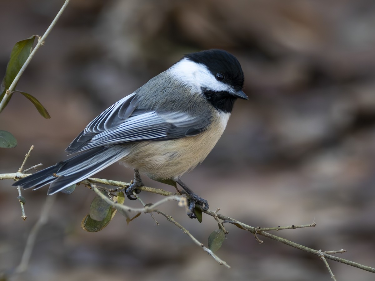 Гаїчка світлокрила - ML647804424