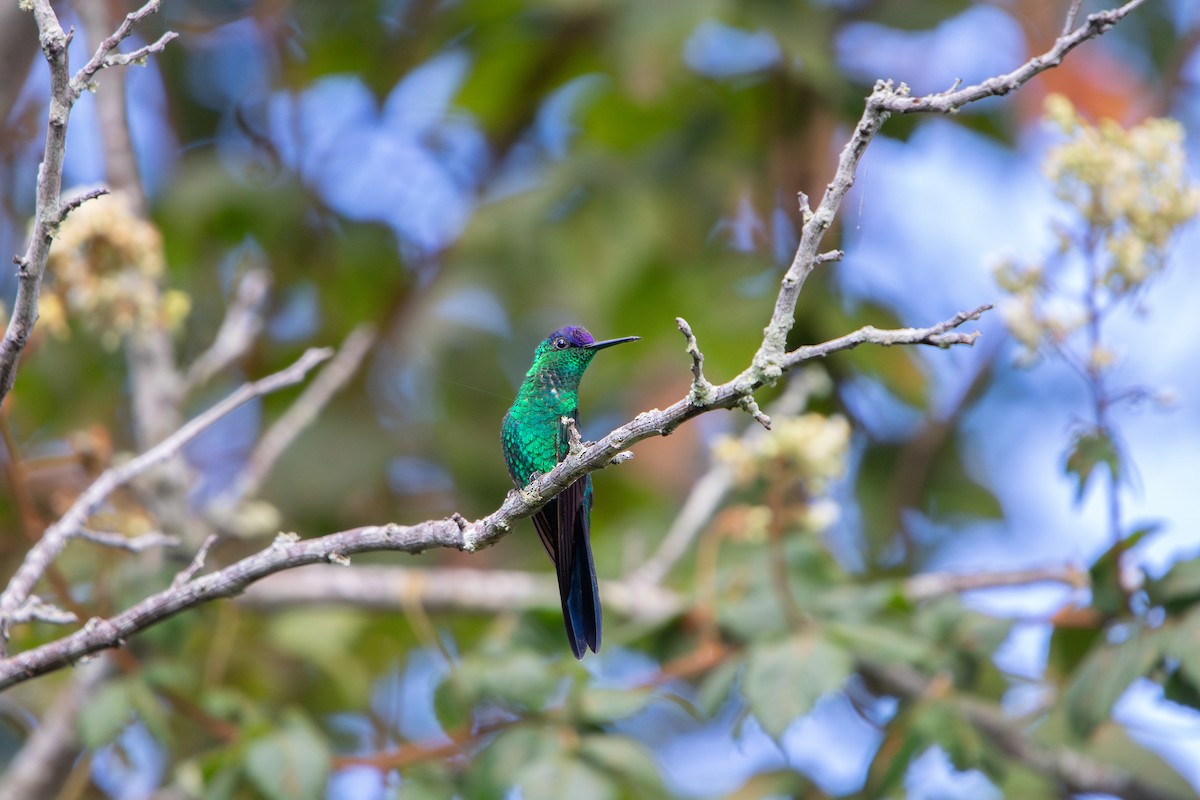 Violet-capped Woodnymph - ML647804428