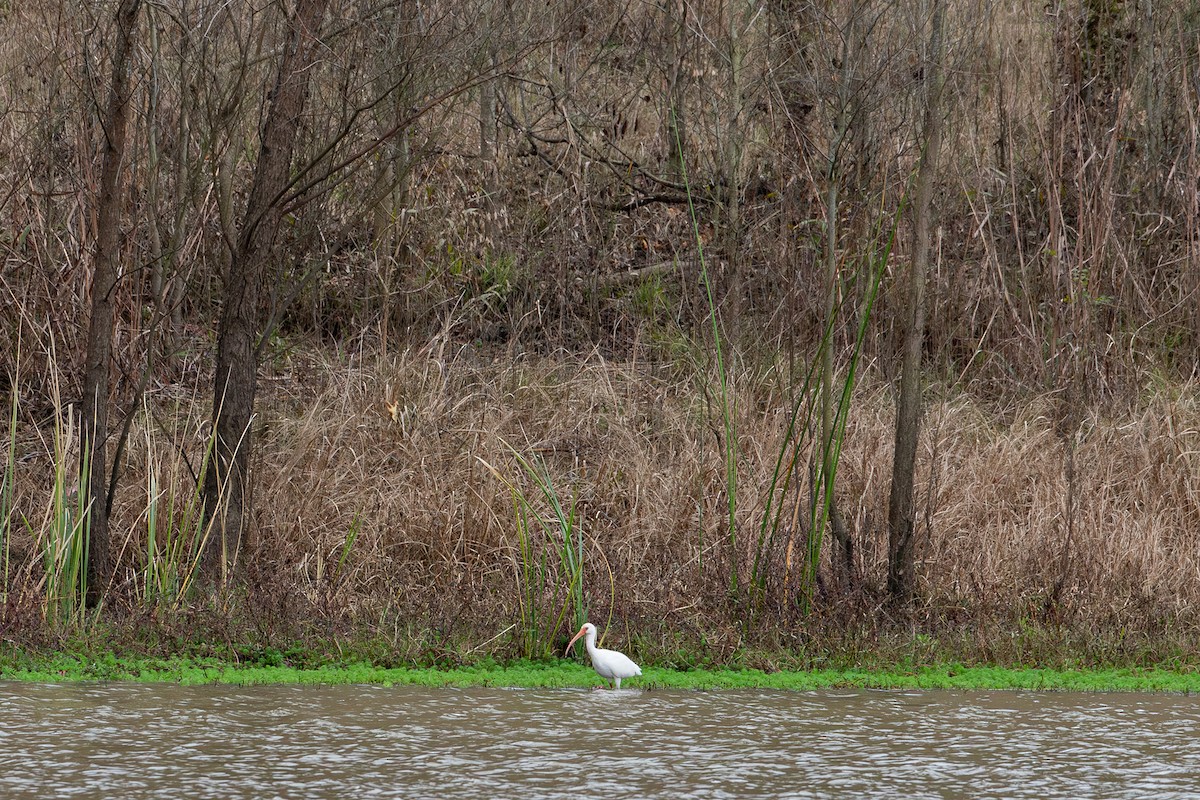 Ібіс білий - ML647804429