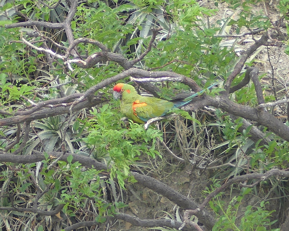 Red-fronted Macaw - ML647804435