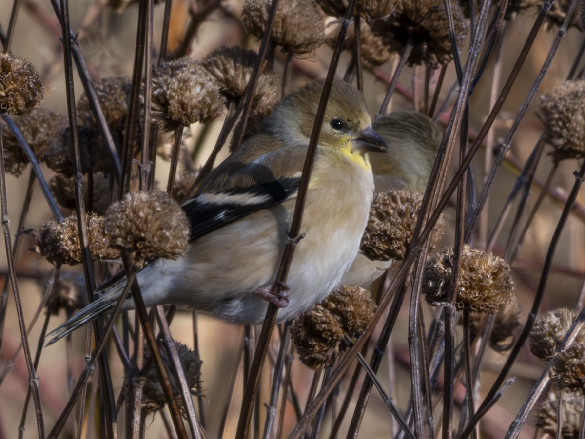 American Goldfinch - ML647804441