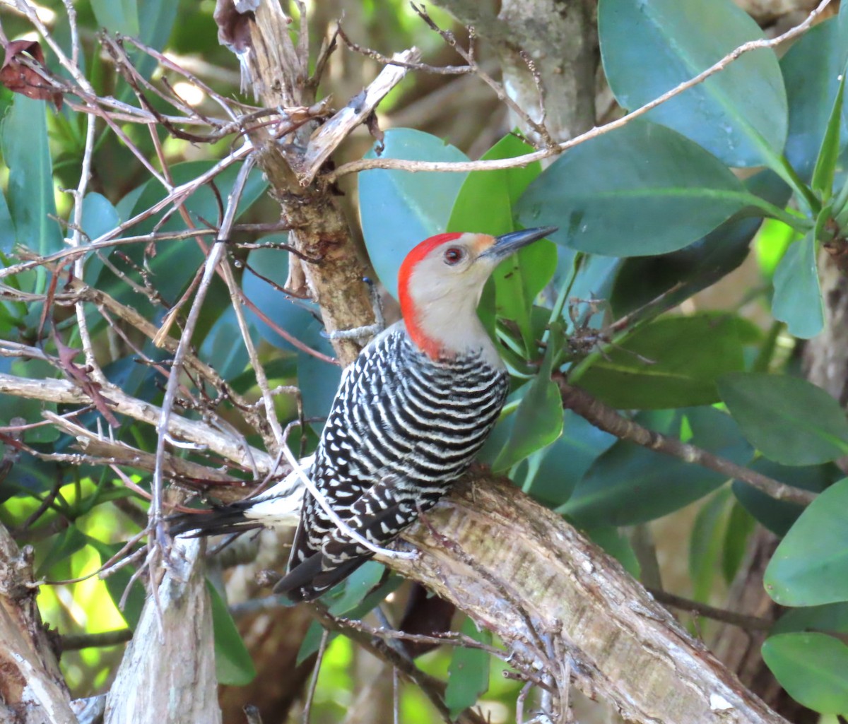 Red-bellied Woodpecker - ML647804443