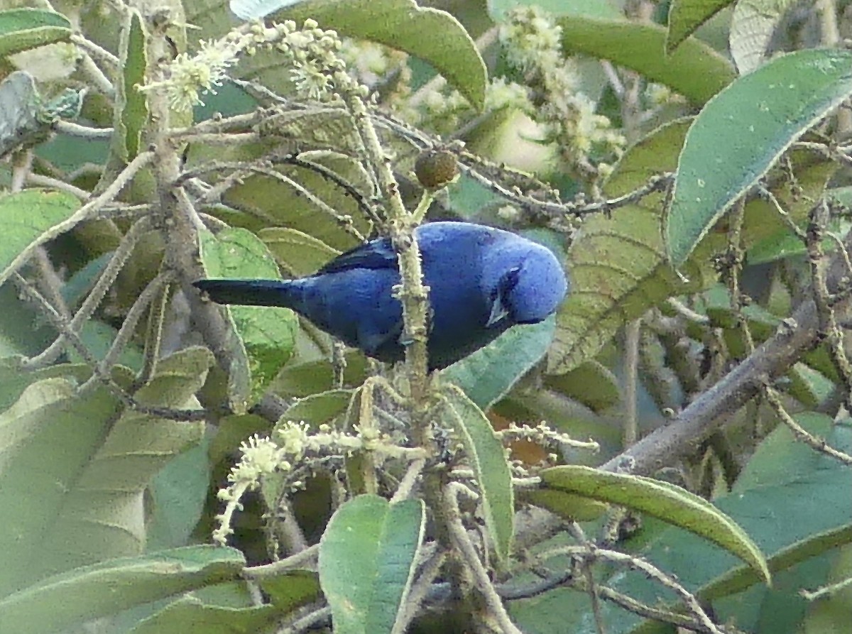 Blue-and-black Tanager - ML647804446