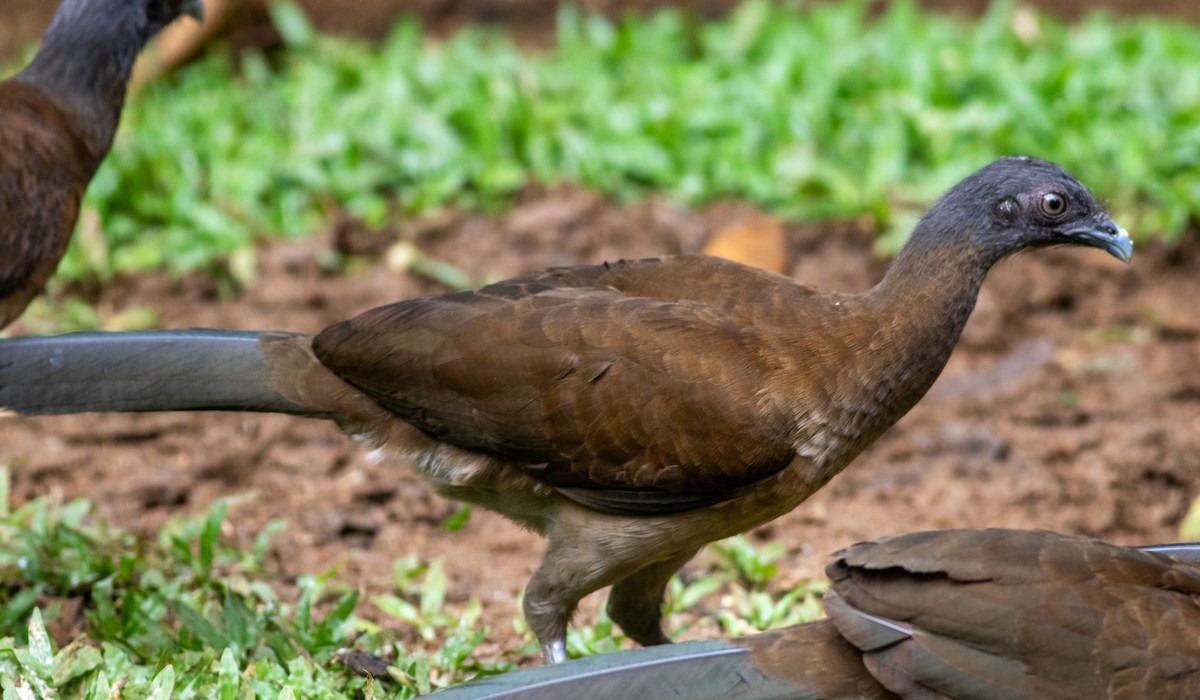 Gray-headed Chachalaca - ML647804448