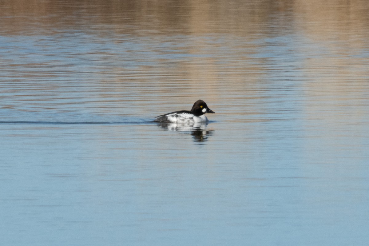 Common Goldeneye - ML647804449