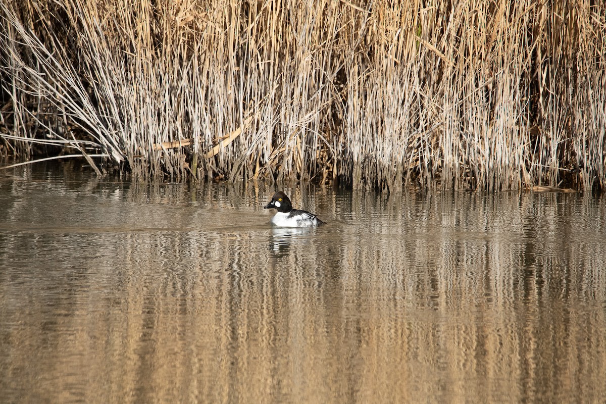 Common Goldeneye - ML647804450