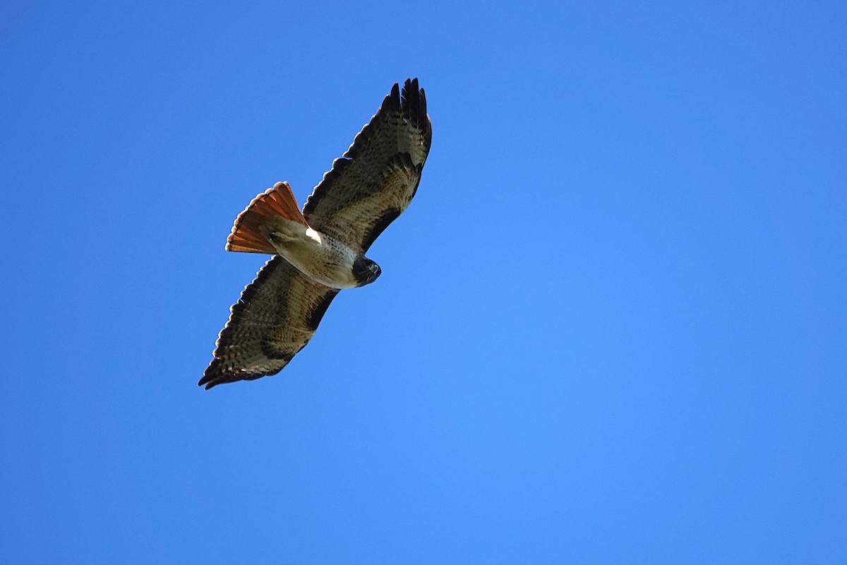 Red-tailed Hawk - ML647804453