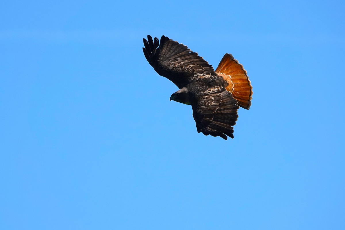 Red-tailed Hawk - ML647804454
