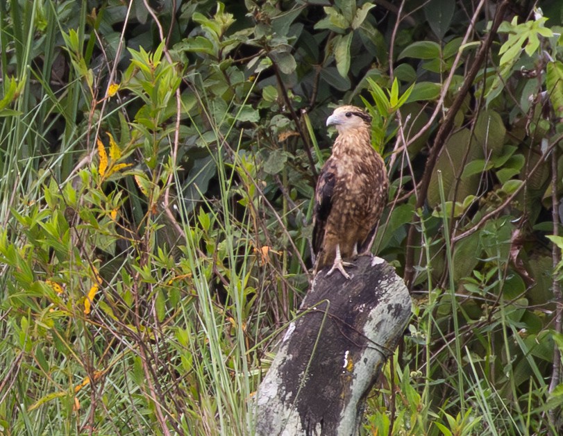 Yellow-headed Caracara - ML647804455