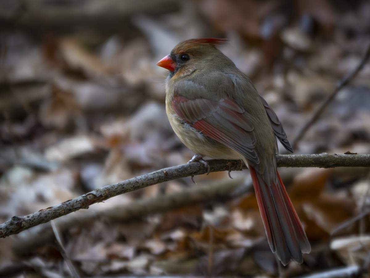 Northern Cardinal - ML647804456