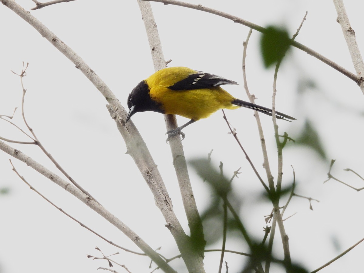 Audubon's Oriole - ML647804457