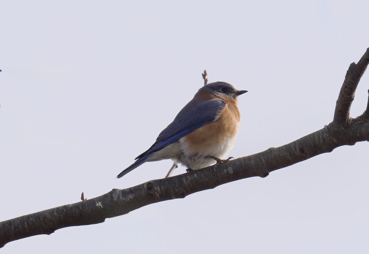 Eastern Bluebird - ML647804459