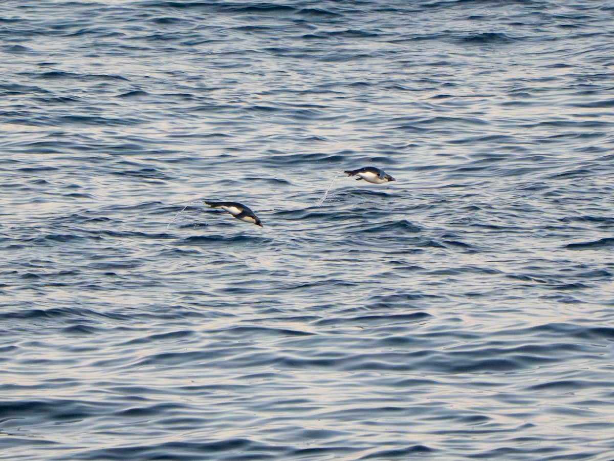 Eastern Rockhopper Penguin - ML647804460